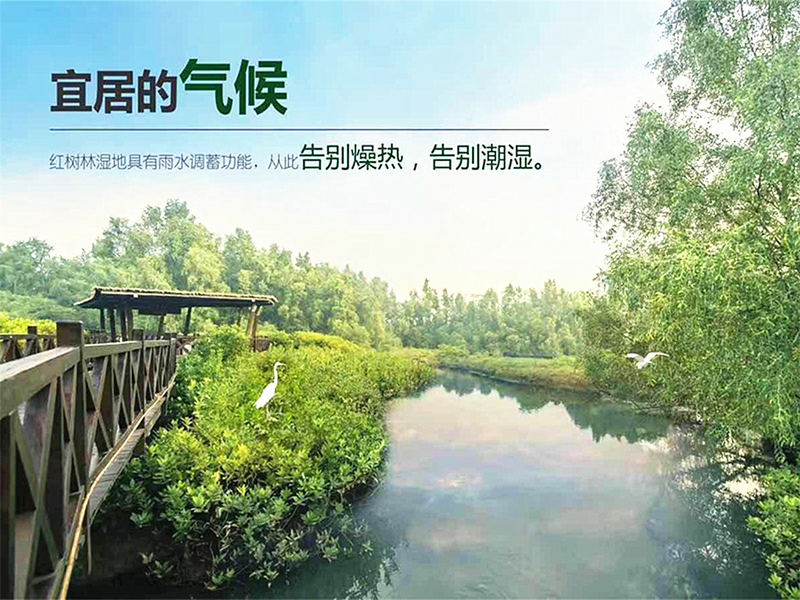 大亚湾澳头红树林公园.jpg